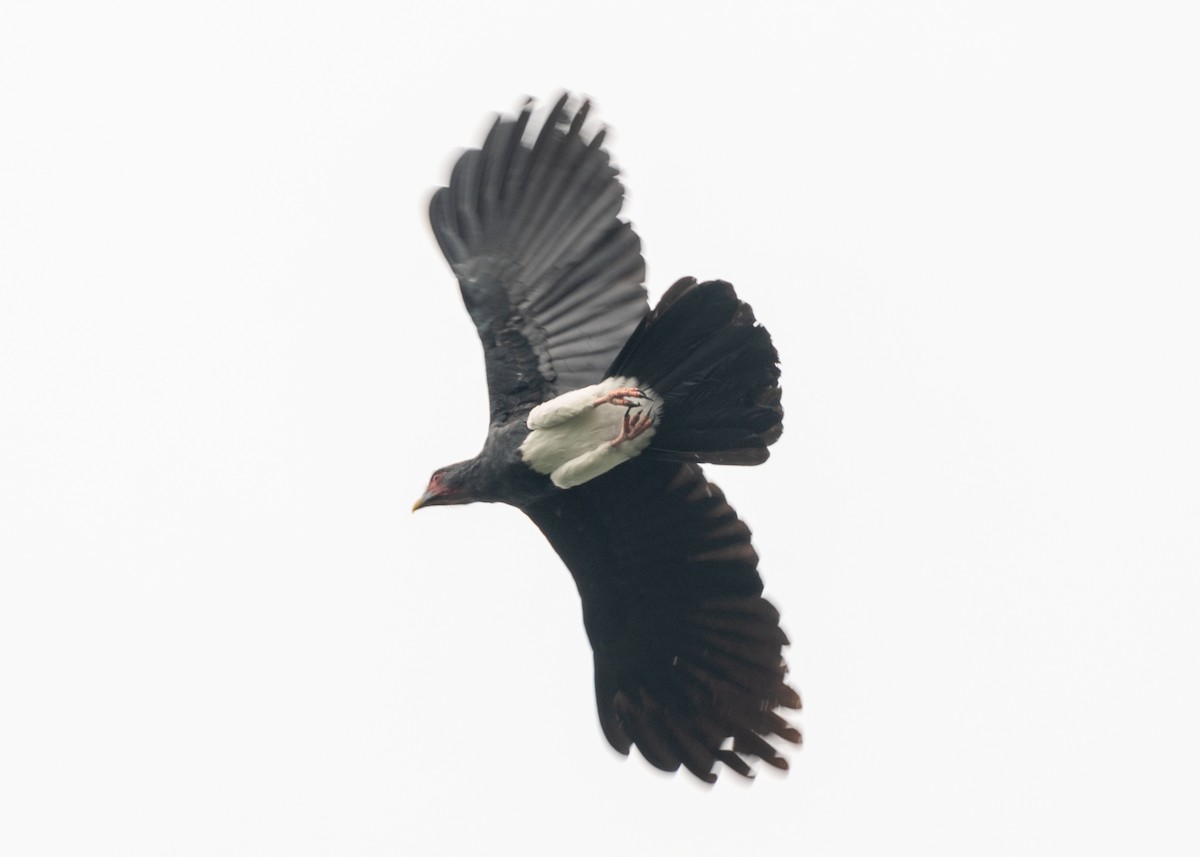 Red-throated Caracara - ML624194344