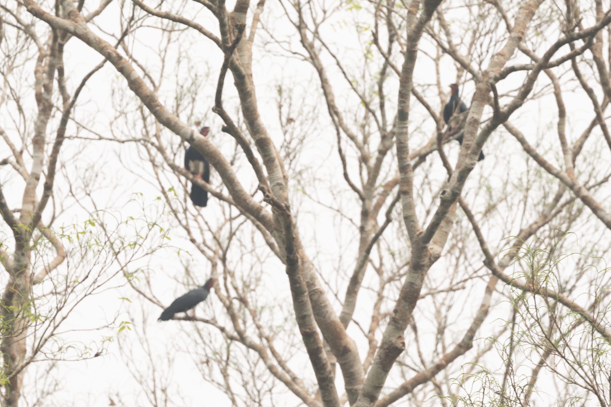 Red-throated Caracara - Silvia Faustino Linhares