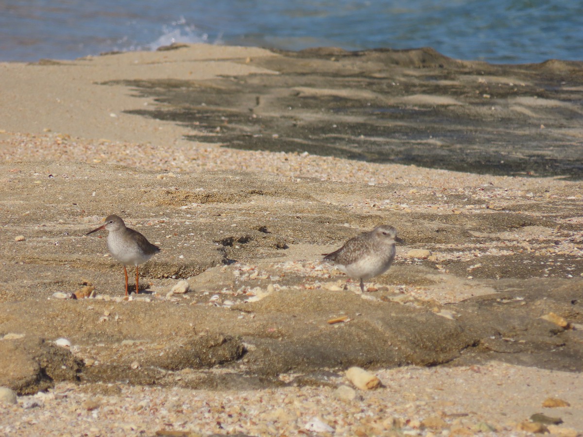 Common Redshank - ML624194365