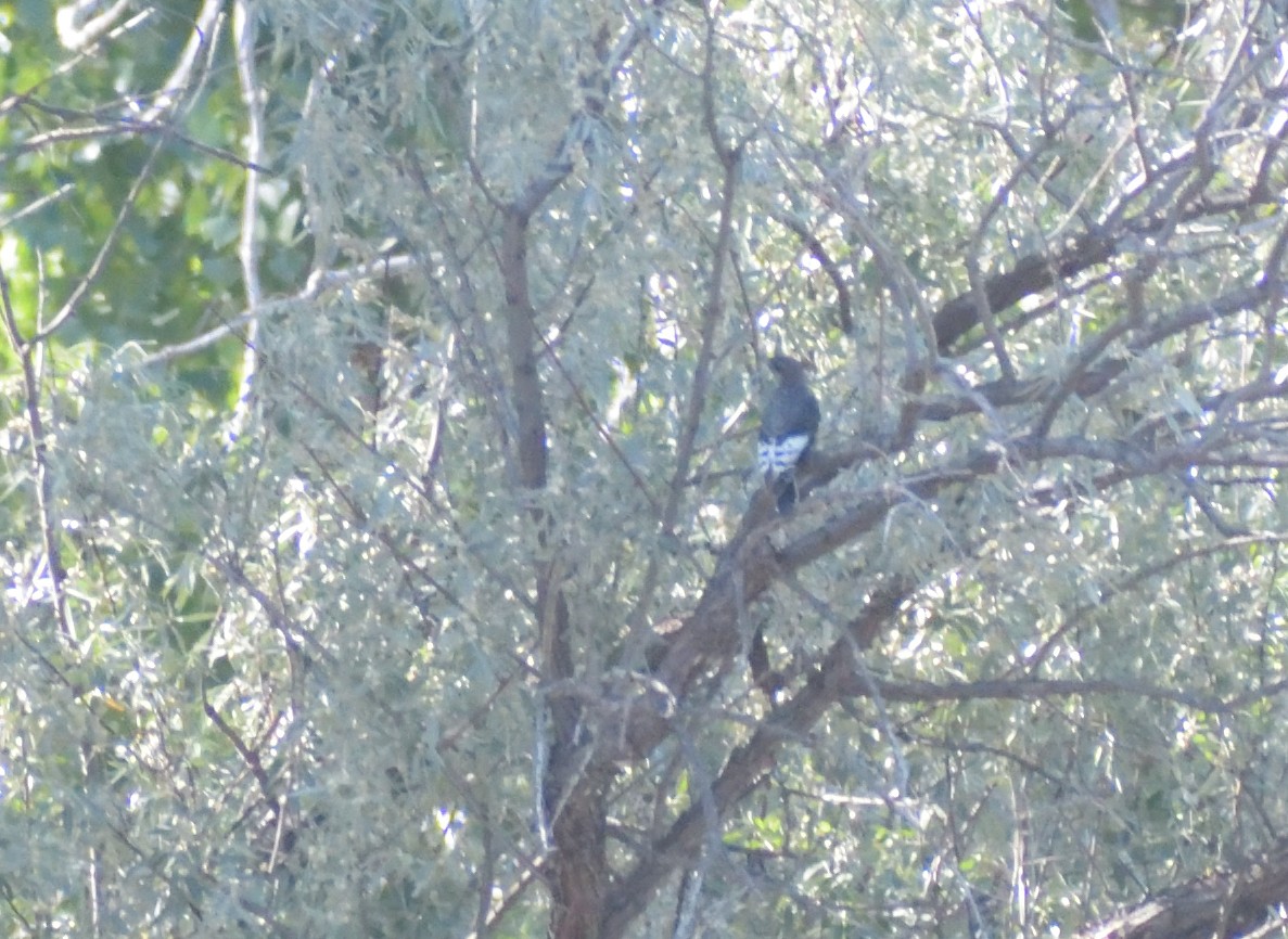 Red-headed Woodpecker - Robert Tonge