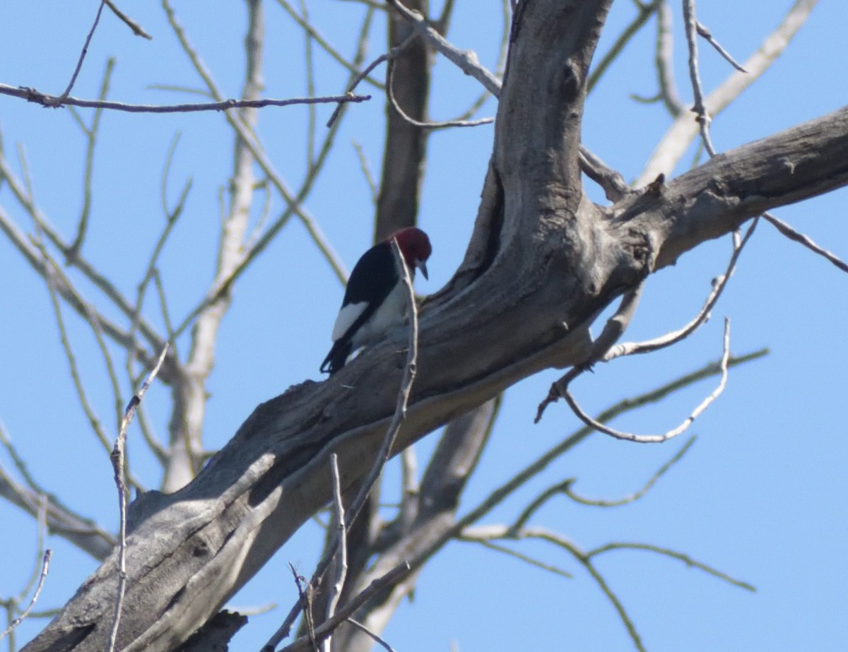 Red-headed Woodpecker - ML624194382