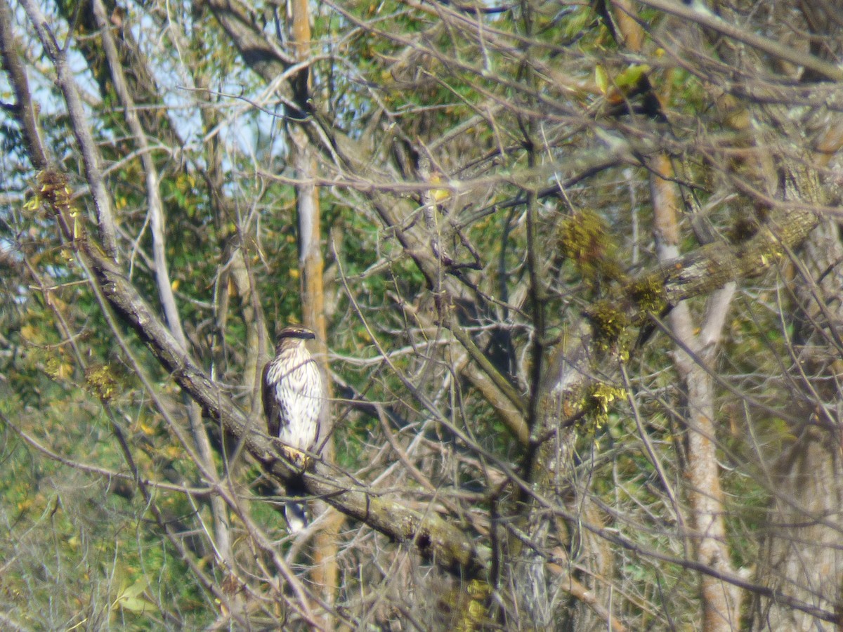 Cooper's Hawk - ML624194403