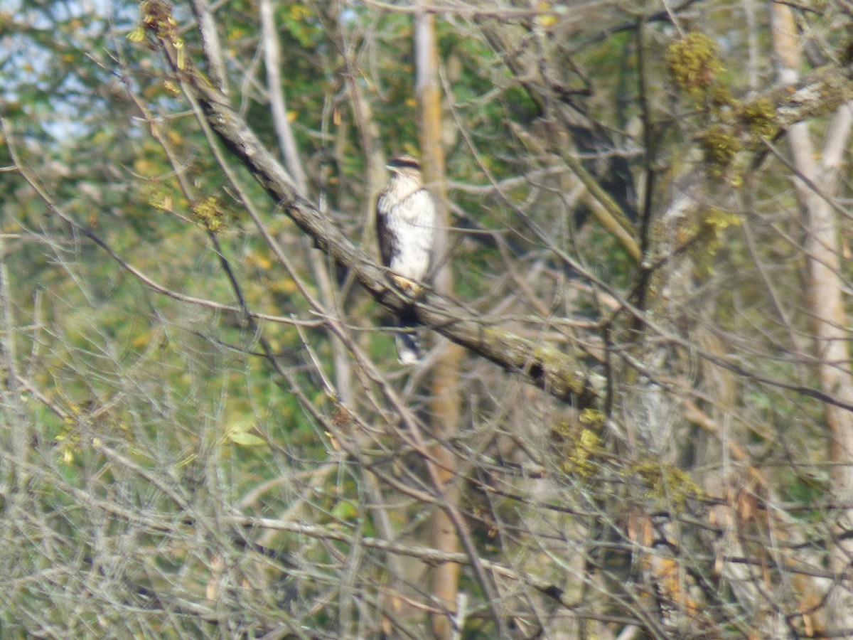 Cooper's Hawk - ML624194404