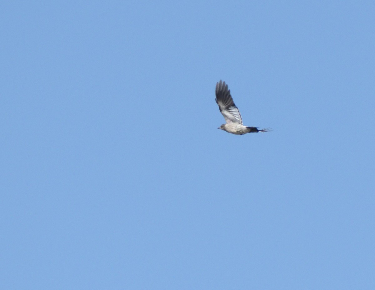 Red-headed Woodpecker - ML624194406