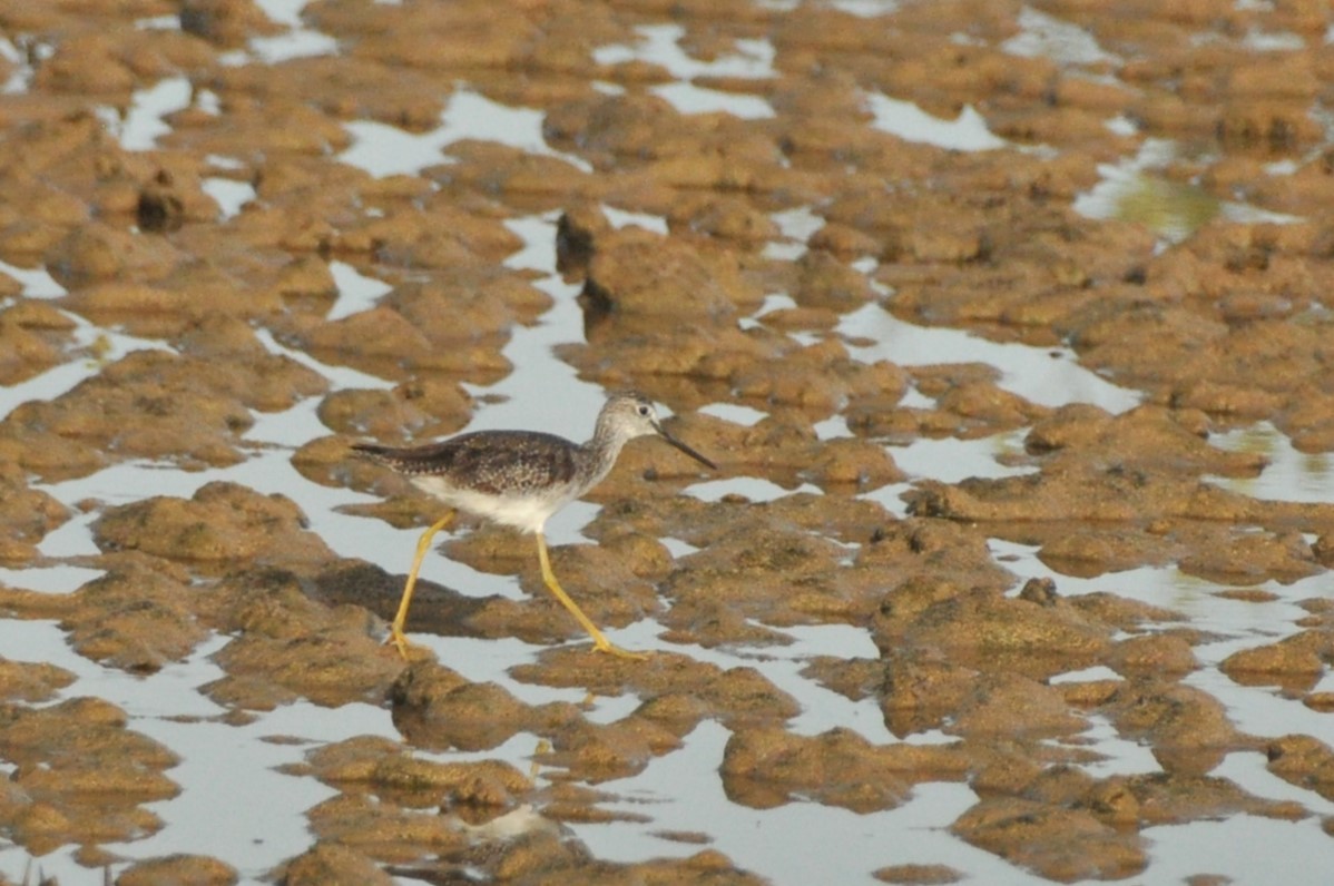 Greater Yellowlegs - 🦜 Daniel Correia 🦜