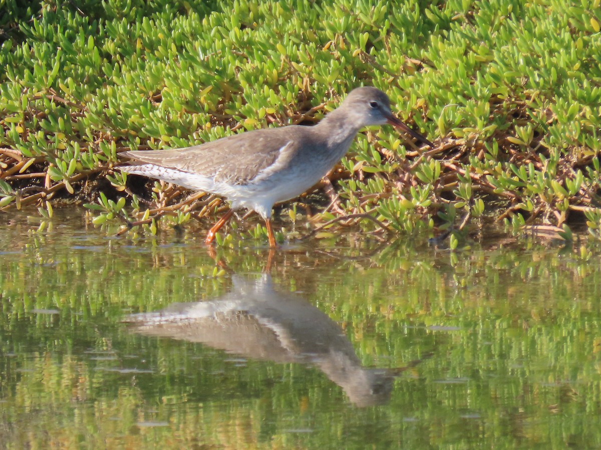 Common Redshank - ML624194429