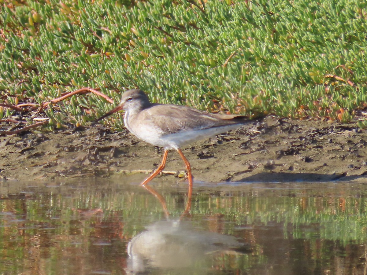 Common Redshank - ML624194432