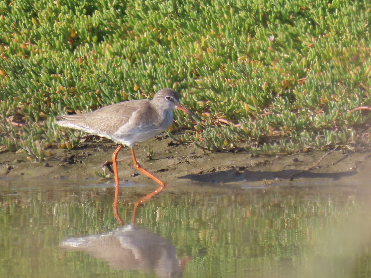 Common Redshank - ML624194433