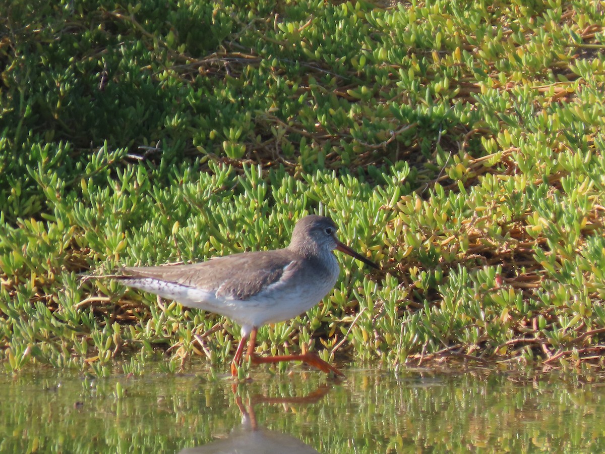 Common Redshank - ML624194434