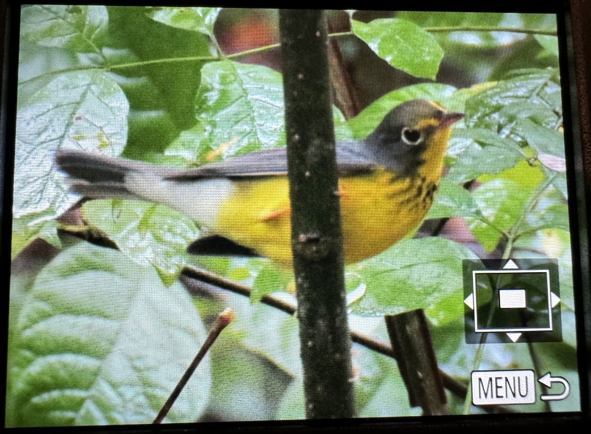 Canada Warbler - David Dowell
