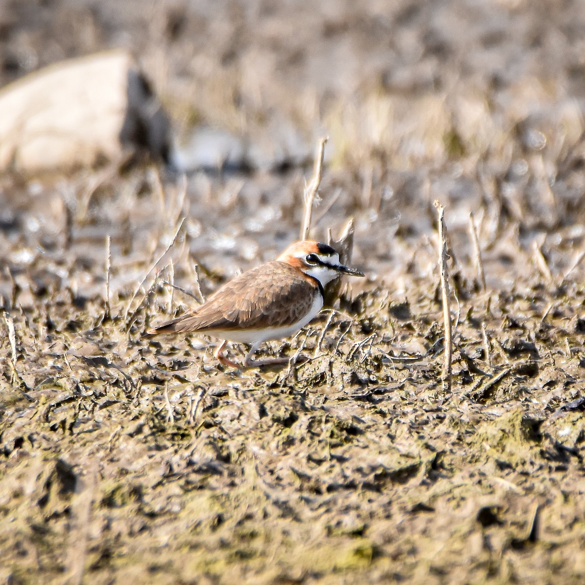 Collared Plover - Pia Minestroni