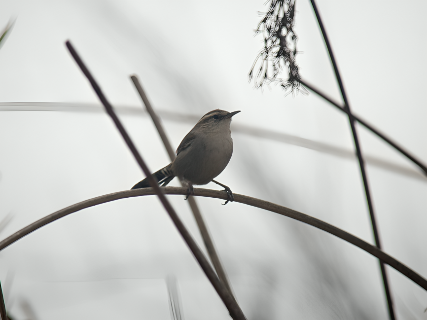 Bewick's Wren - ML624194505