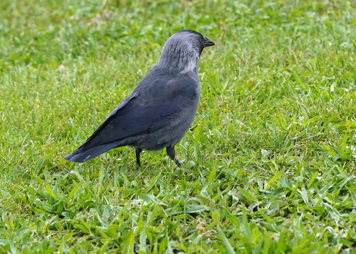 Eurasian Jackdaw - ML624194511