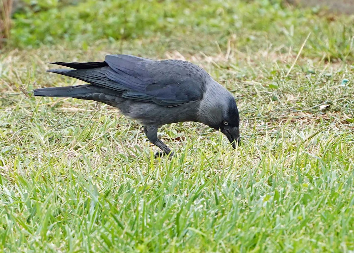 Eurasian Jackdaw - ML624194512