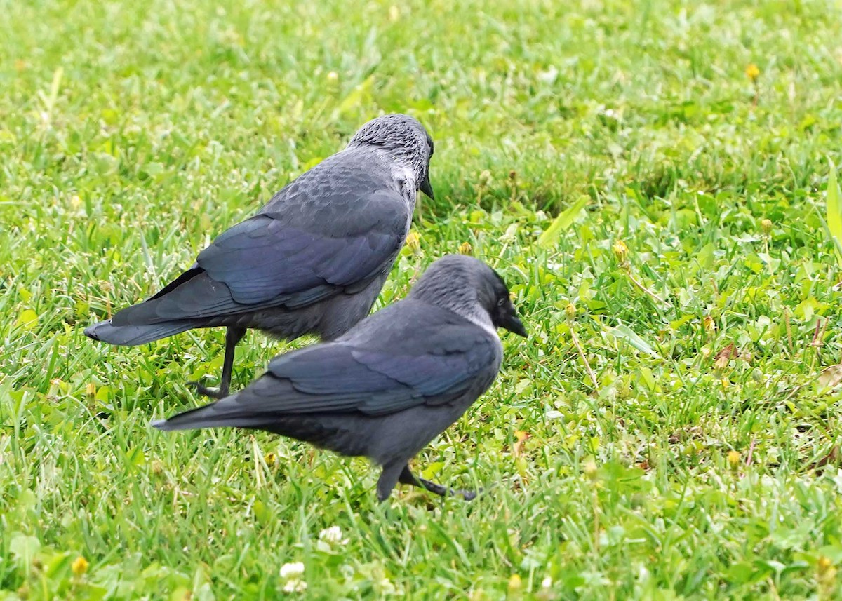 Eurasian Jackdaw - Walter Verhoef