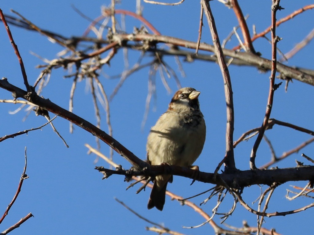 Moineau domestique - ML624194536