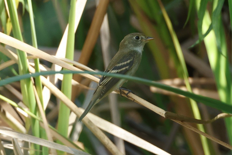 Acadian Flycatcher - ML624194543