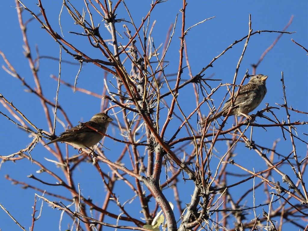 Moineau domestique - ML624194547