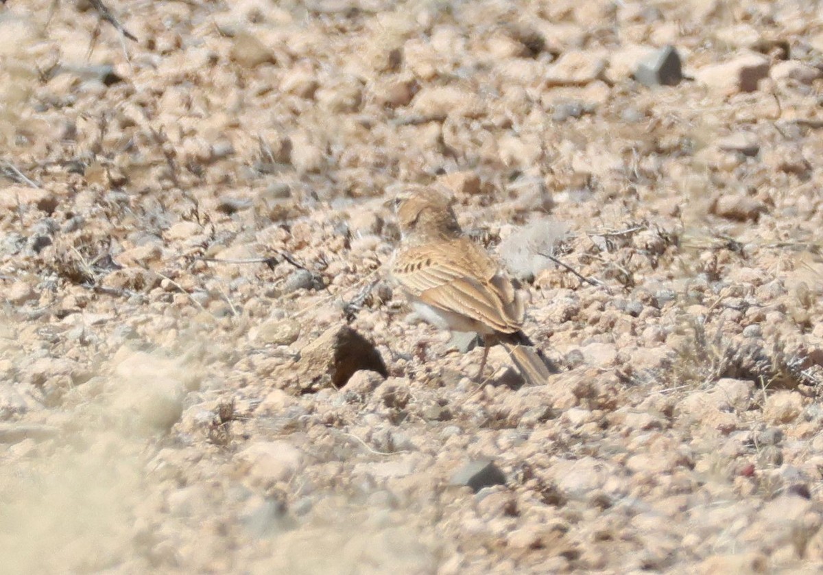 Fawn-colored Lark (Fawn-colored) - ML624194562