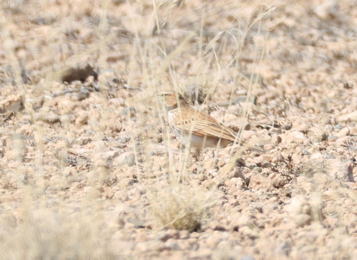 Fawn-colored Lark (Fawn-colored) - ML624194563