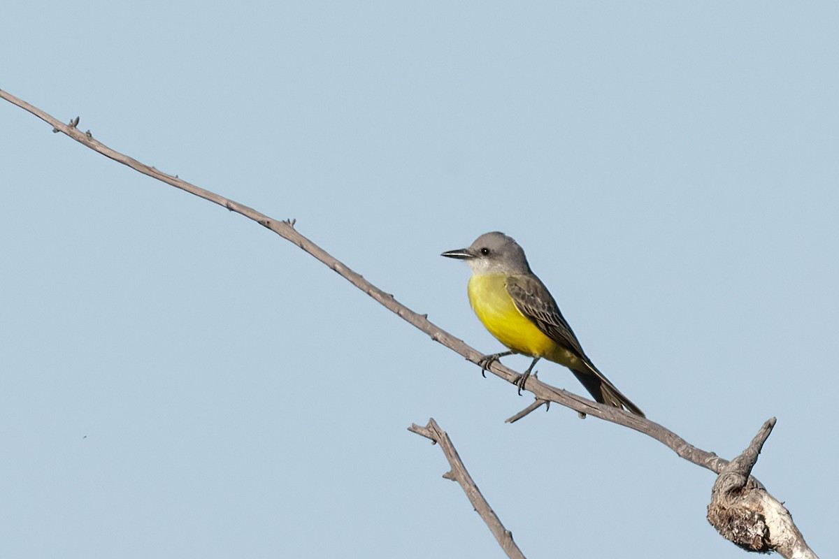 Tropical Kingbird - ML624194575