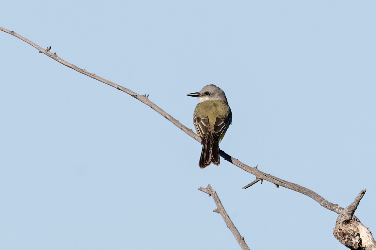 Tropical Kingbird - ML624194578