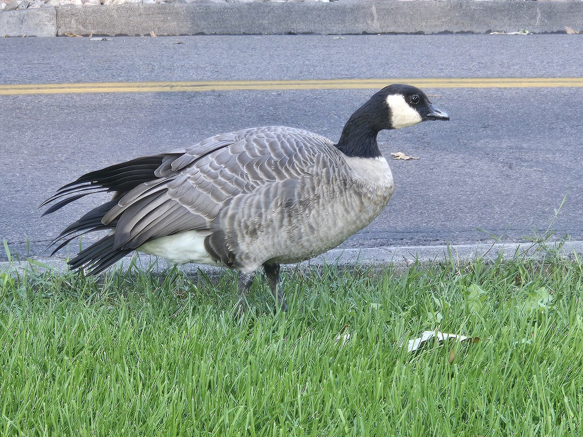 Cackling Goose - ML624194631