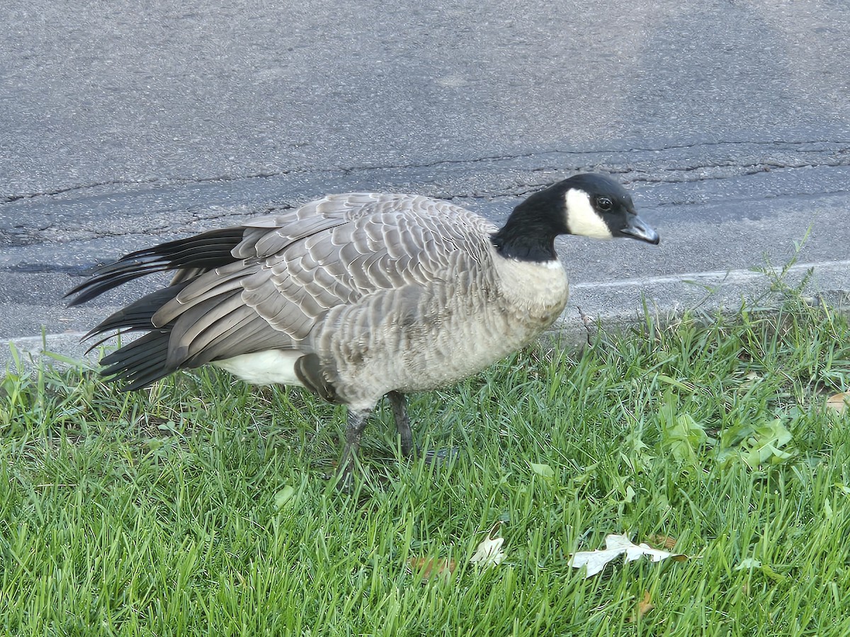 Cackling Goose - ML624194632