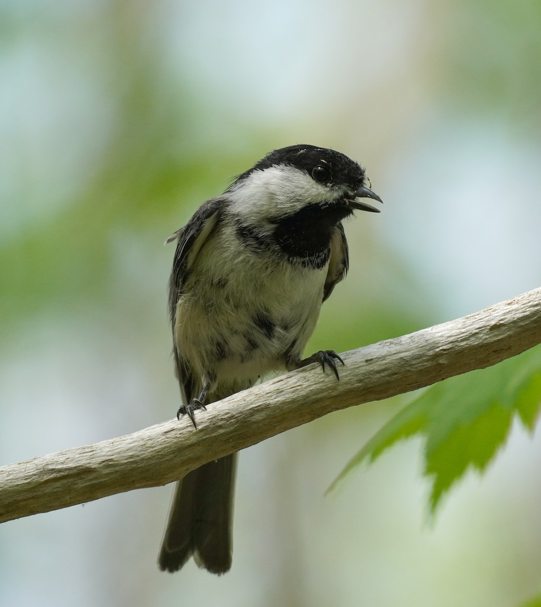 Black-capped Chickadee - ML624194641