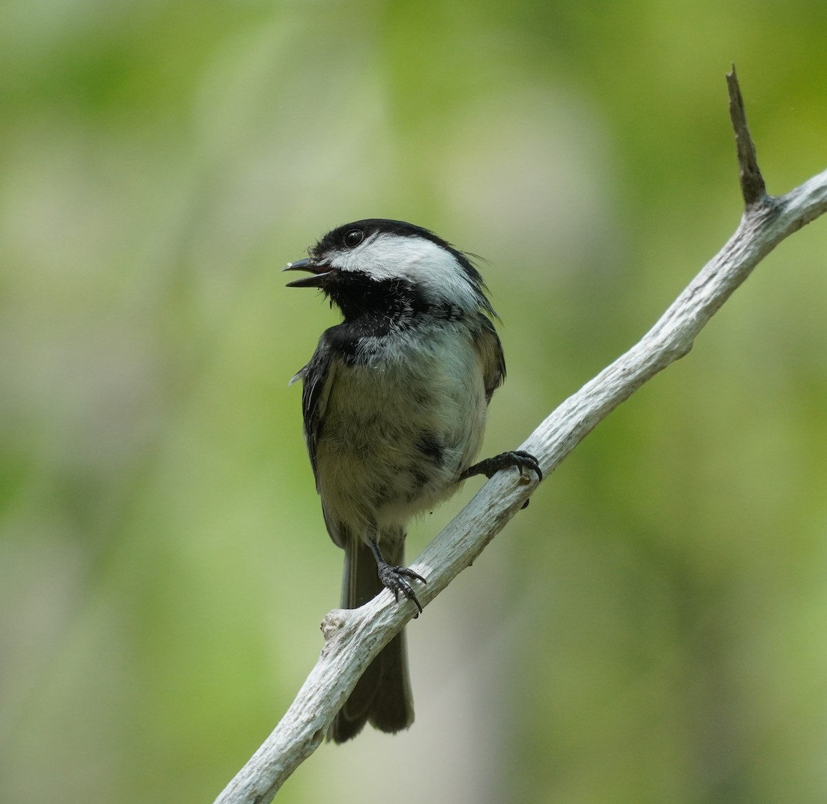 Black-capped Chickadee - ML624194642