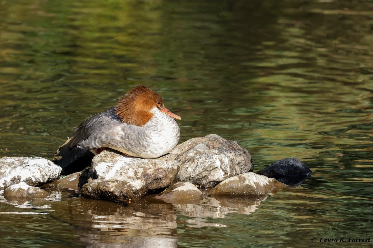 Common Merganser - Laura Forrest