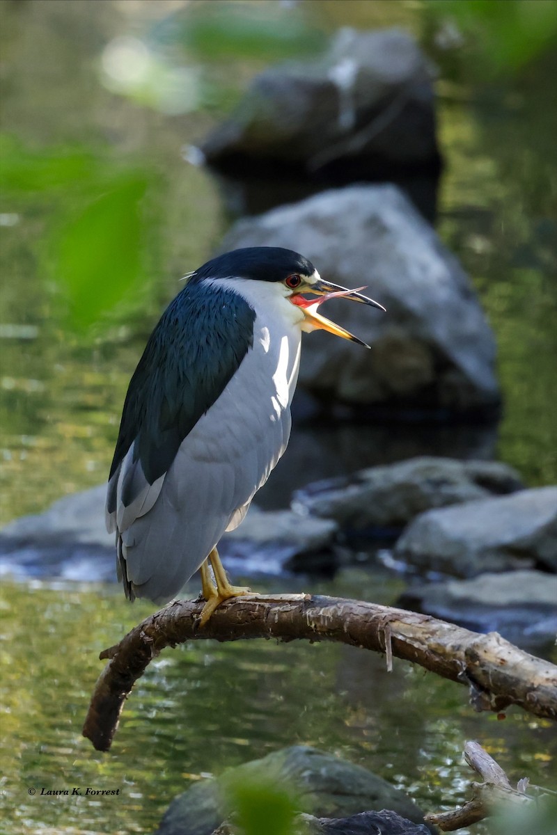 Black-crowned Night Heron - Laura Forrest