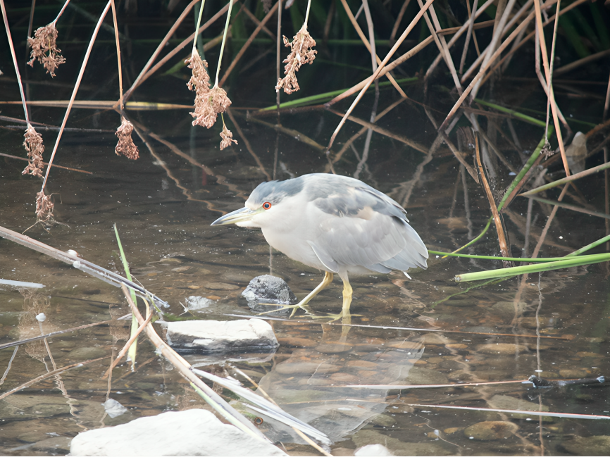 Black-crowned Night Heron - ML624194732