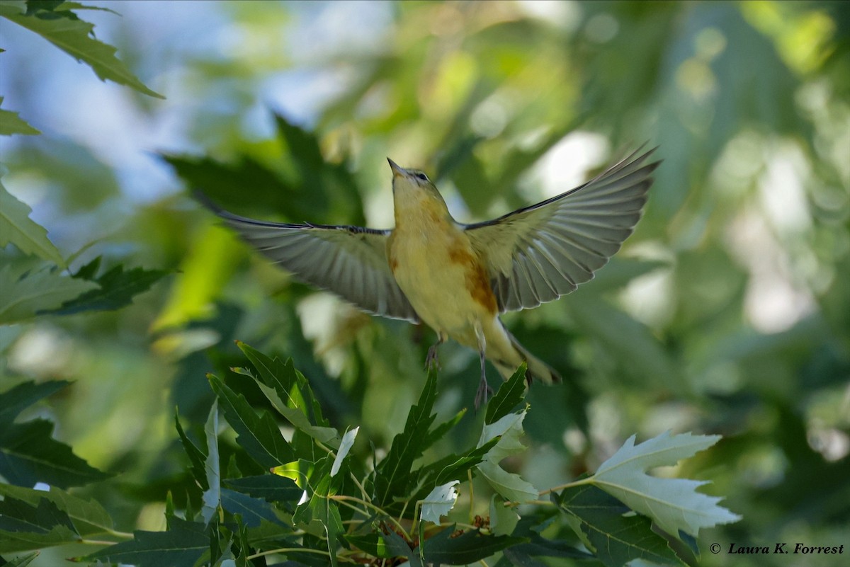 Bay-breasted Warbler - Laura Forrest