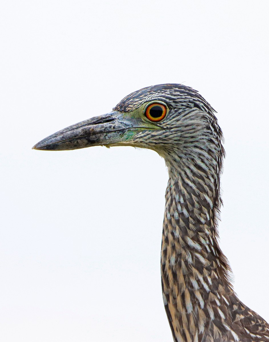 Yellow-crowned Night Heron - William McKellar