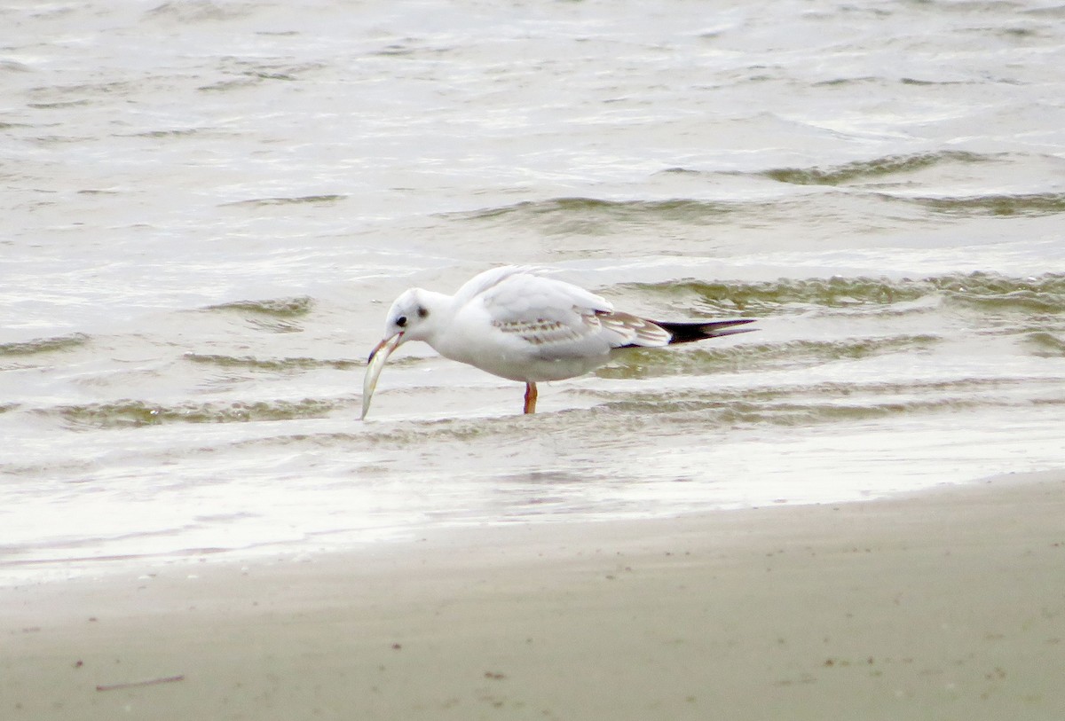 Mouette rieuse - ML624194788