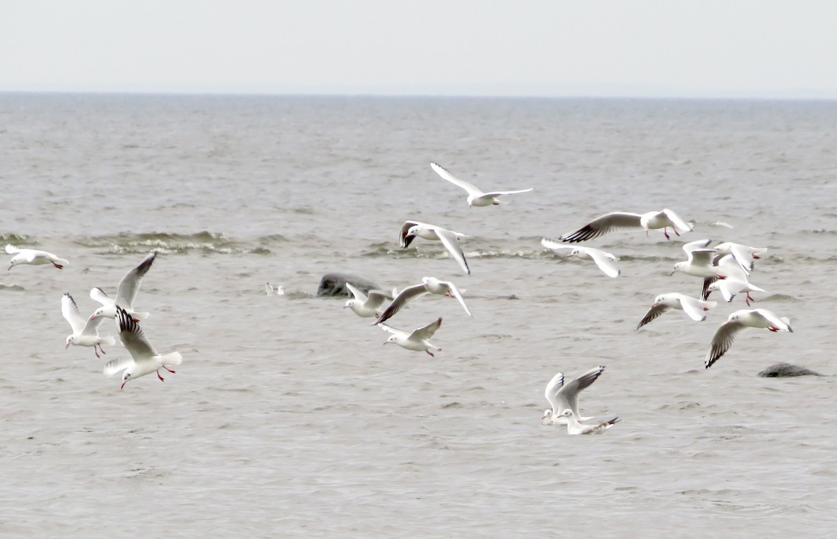 Mouette rieuse - ML624194789