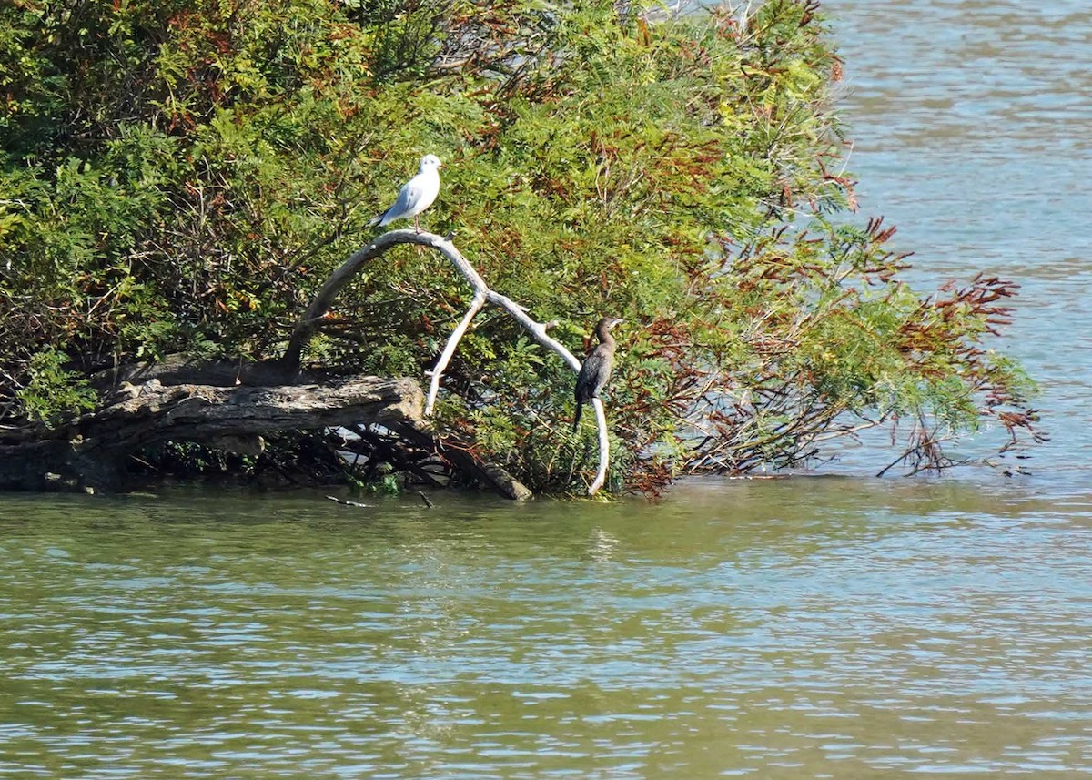 Mouette rieuse - ML624194812