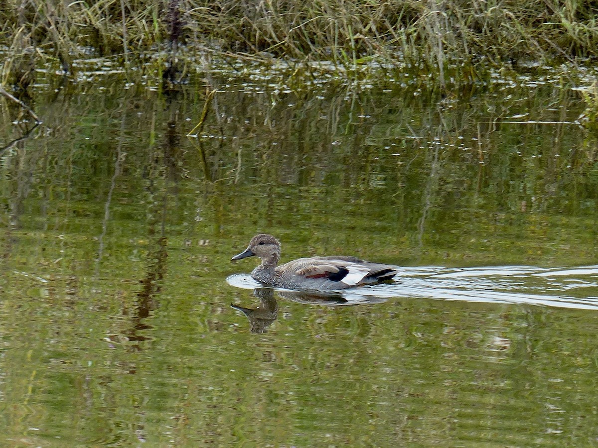 Gadwall - ML624194824