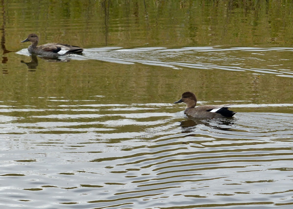 Gadwall - Jennifer Bryden