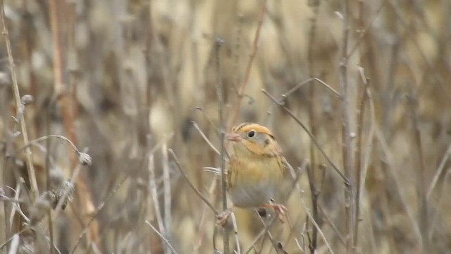 LeConte's Sparrow - ML624194834