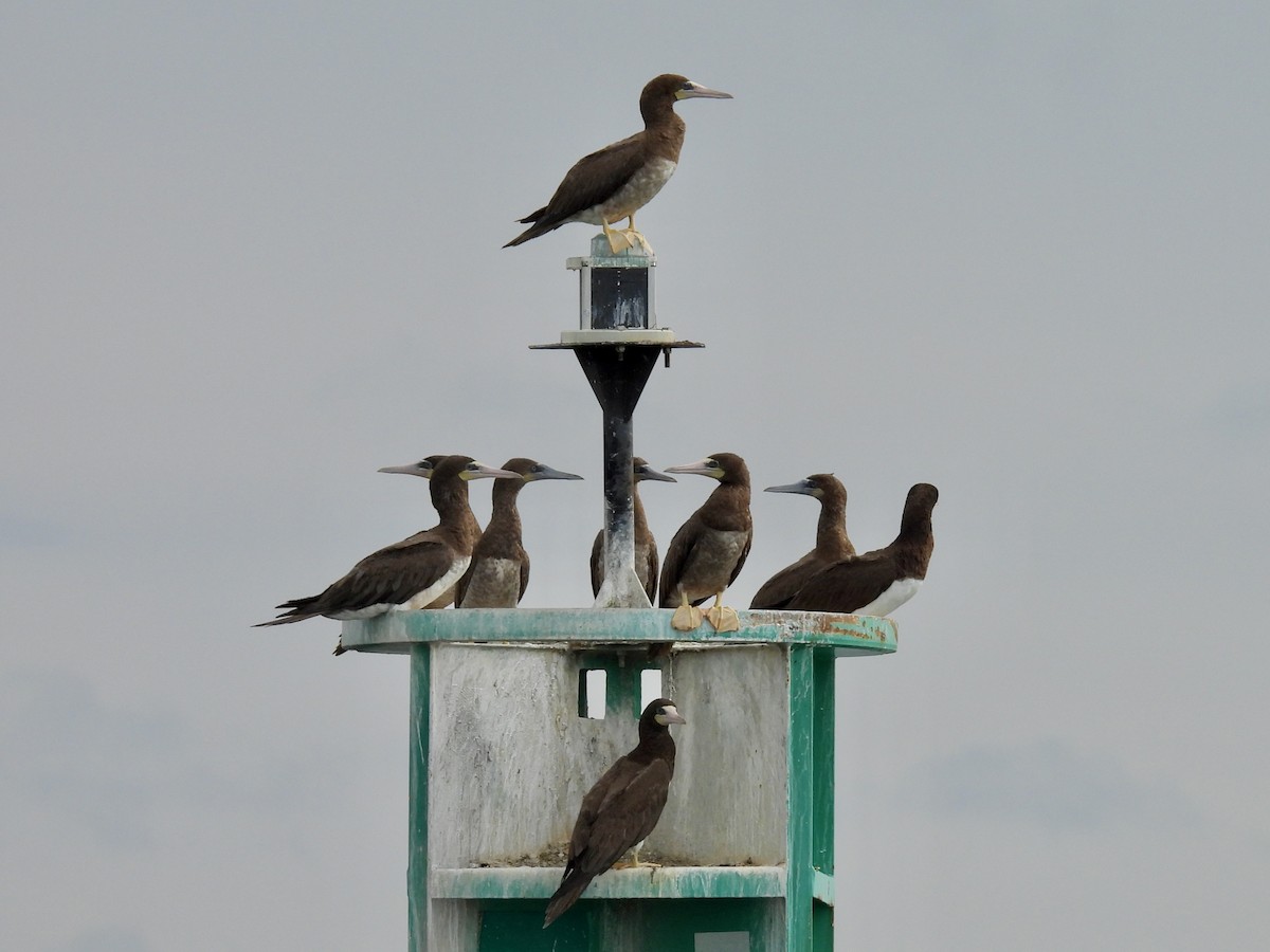 Sula fosca (leucogaster) - ML624194868