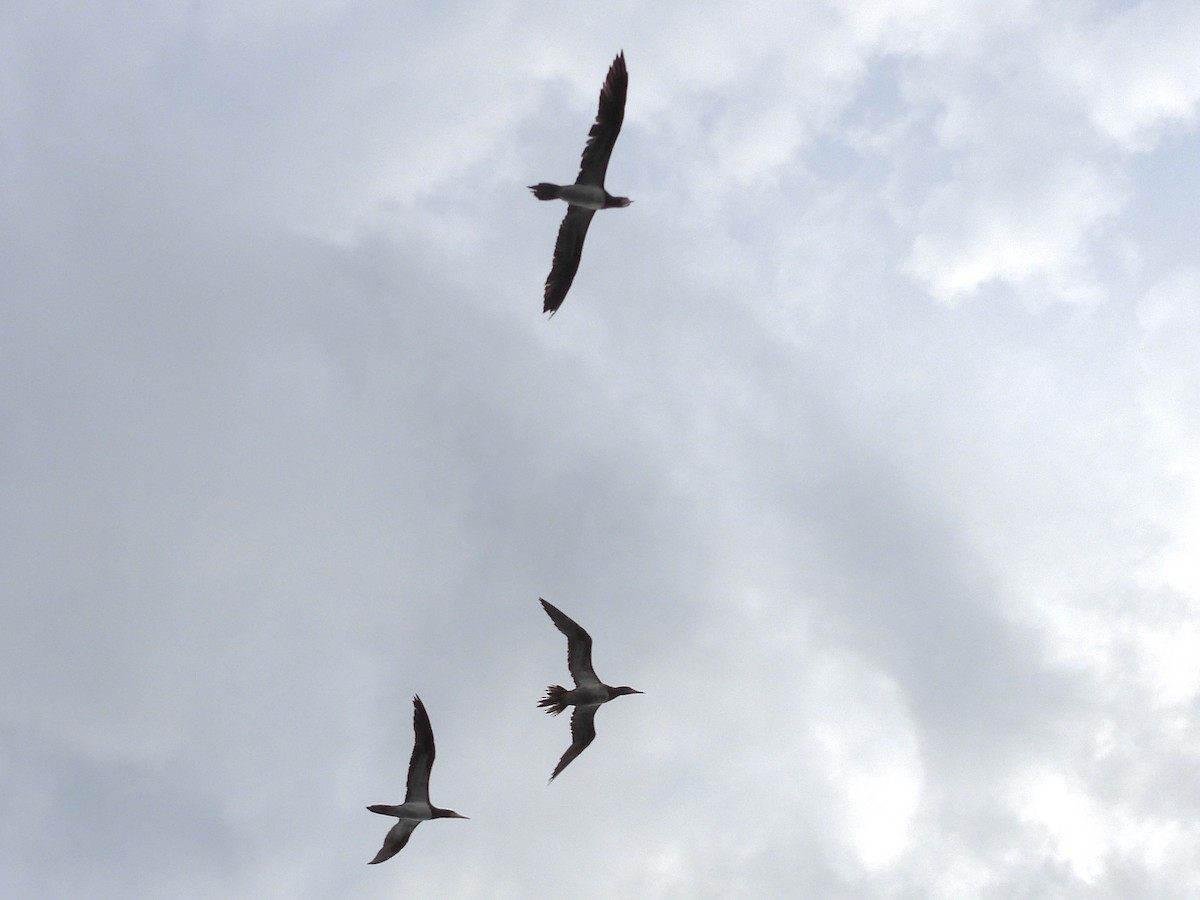 Brown Booby (Atlantic) - ML624194872