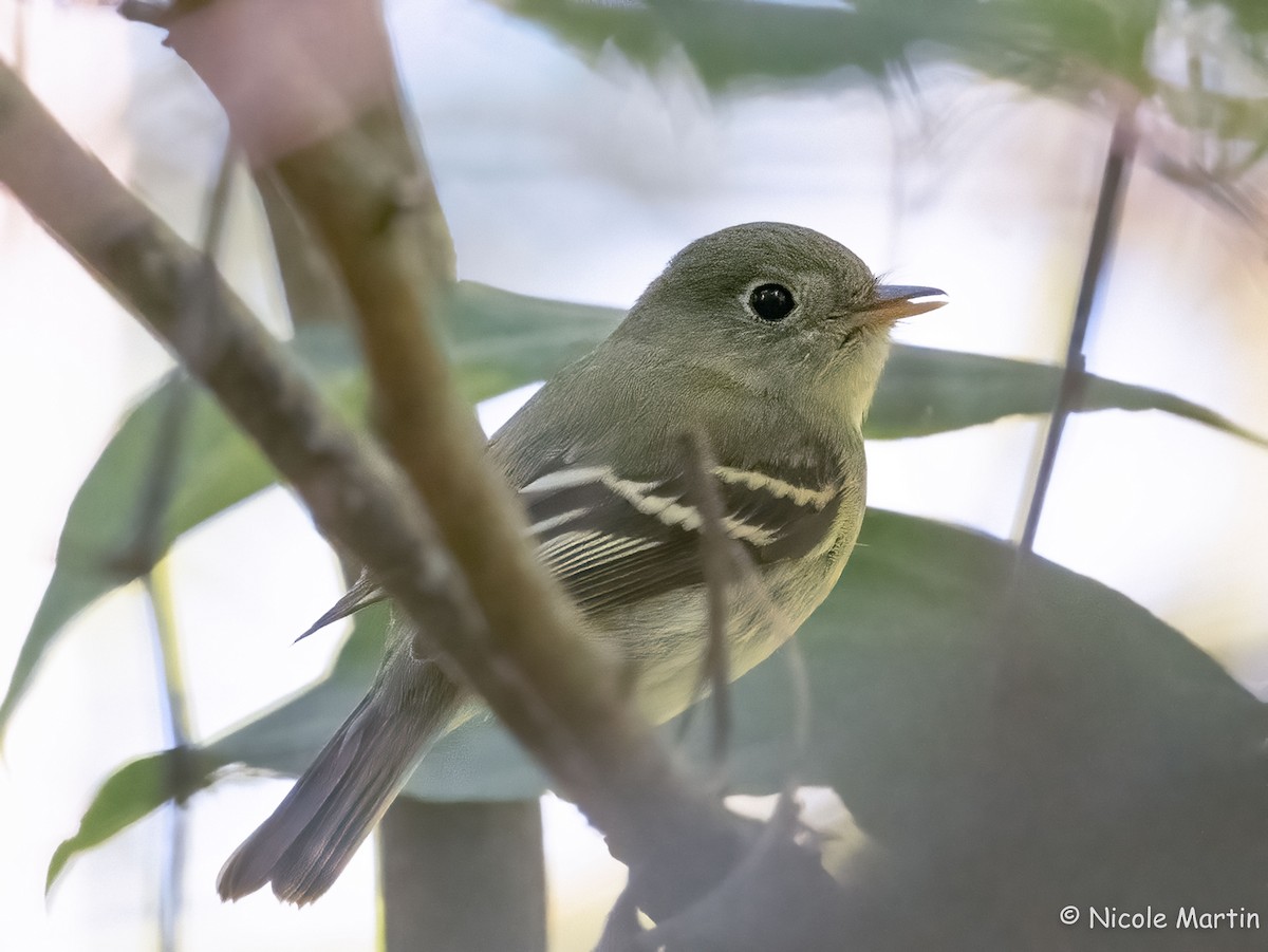 Empidonax sp. - ML624194874