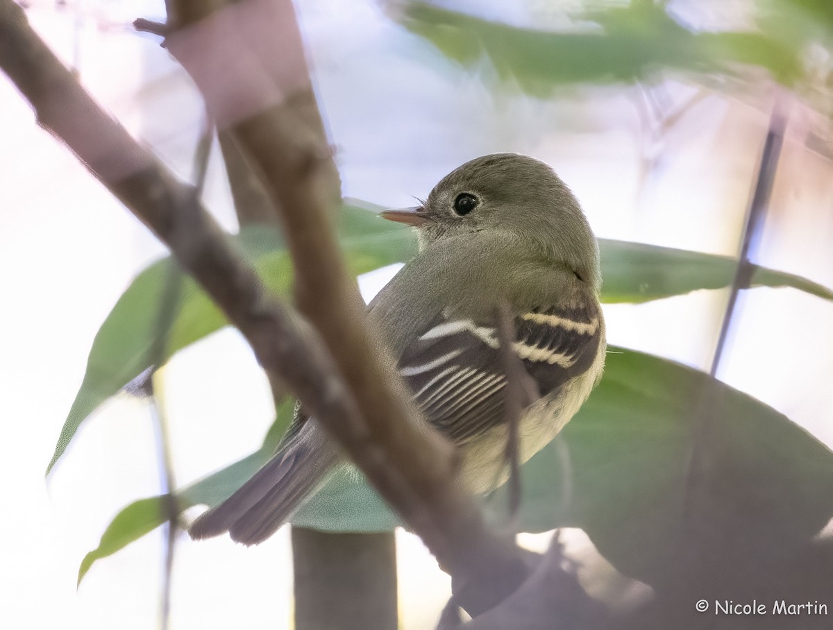 Empidonax sp. - ML624194875