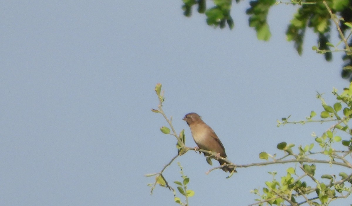 Moineau domestique - ML624194885