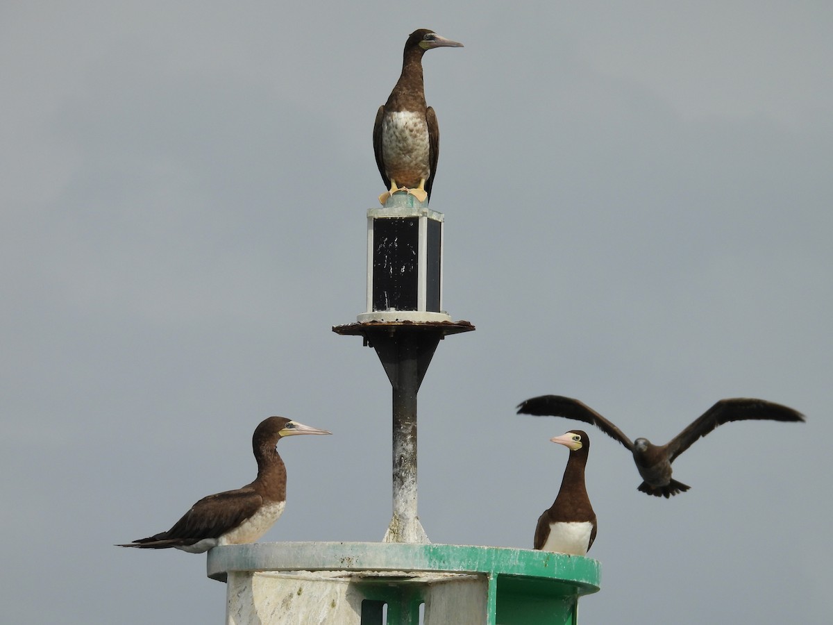 Sula fosca (leucogaster) - ML624194898