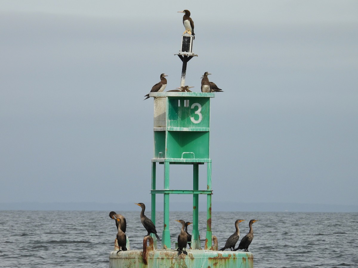 Brown Booby (Atlantic) - ML624194905