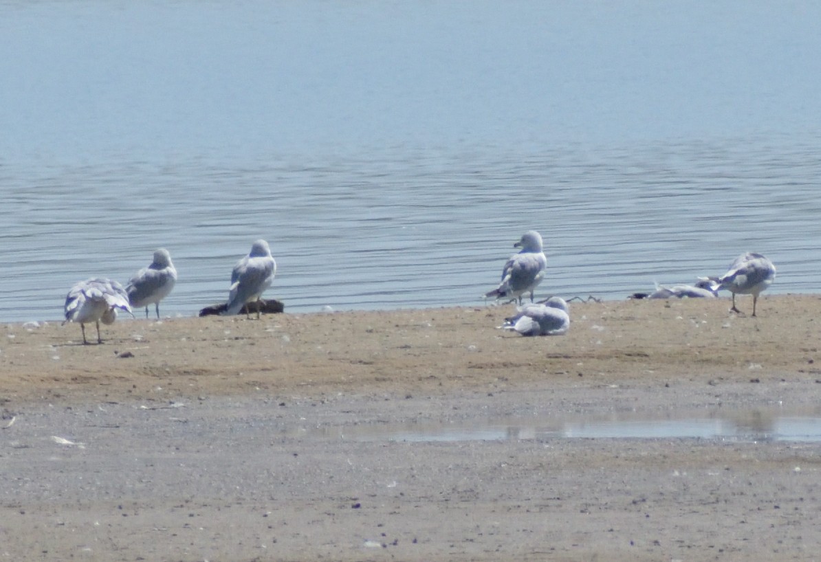 Ring-billed Gull - Robert Tonge