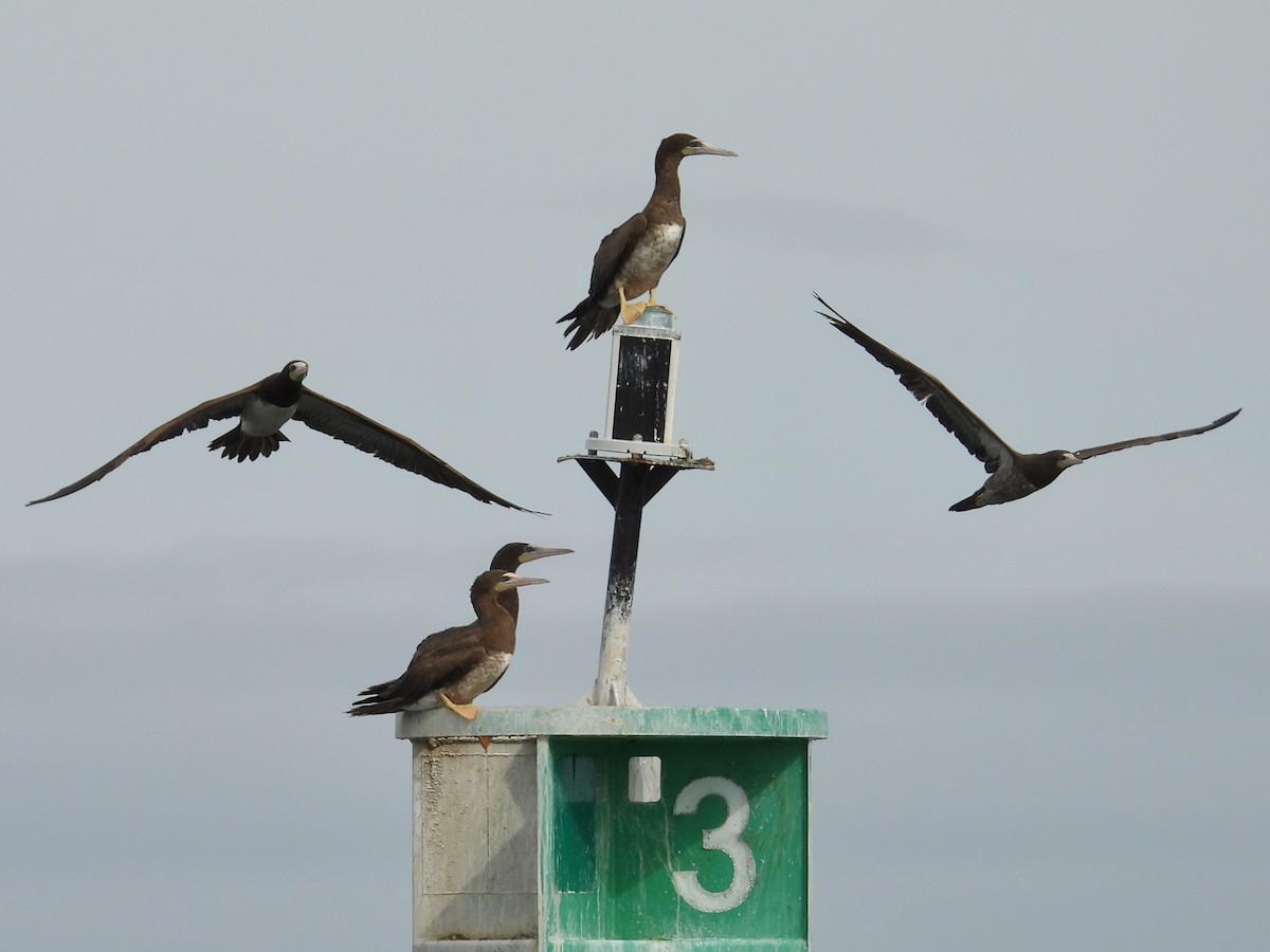 Sula fosca (leucogaster) - ML624194910